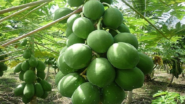 কাঁচা পেঁপে: প্রকৃতির পুষ্টির ভাণ্ডার!