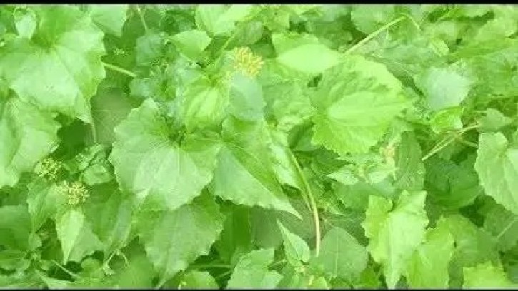 দাউদ, চুলকানি, একজিমা, ঠান্ডা, কাশি বা গলাব্যথায় জার্মানি লতা!