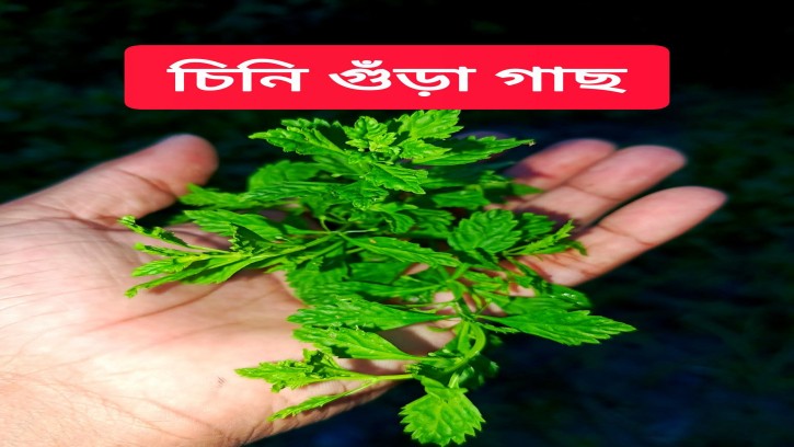  ডায়াবেটিস থেকে মুক্তি, লিভার সুরক্ষায় চিনি গুড়া!