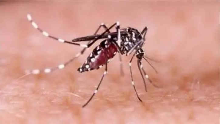 ডেঙ্গুতে জ্বর কমলেও কেন বাড়তি সতর্কতা জরুরি