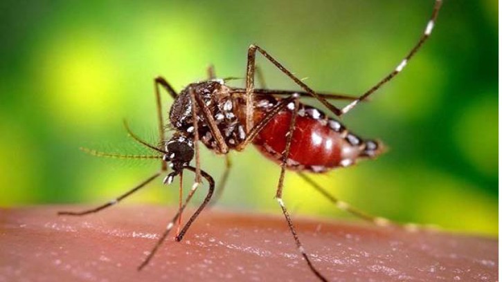 হাসপাতালে বাড়ছে ডেঙ্গু রোগী, সচেতনতায় রুখুন এডিস মশা