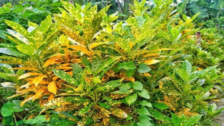 সৌন্দর্যের পাশাপাশি ক্রোটন গাছে মিলছে সম্ভাব্য কিছু ঔষধি গুণ
